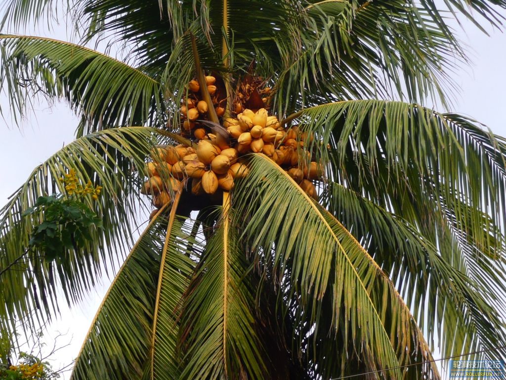斯国特产黄椰子
