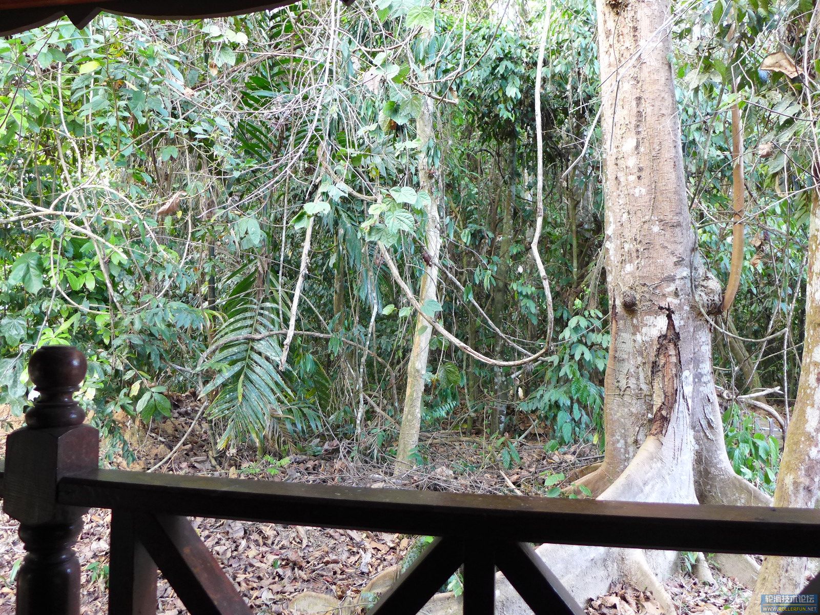 房间外就是1亿3千万年的热带雨林