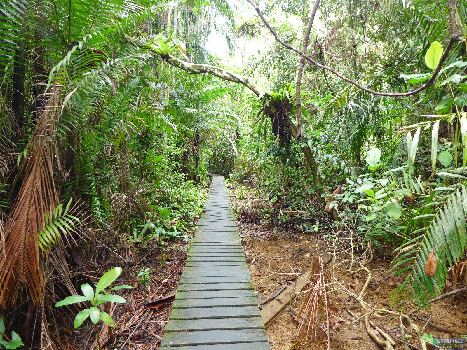 BAKO公园原始热带雨林徒步道