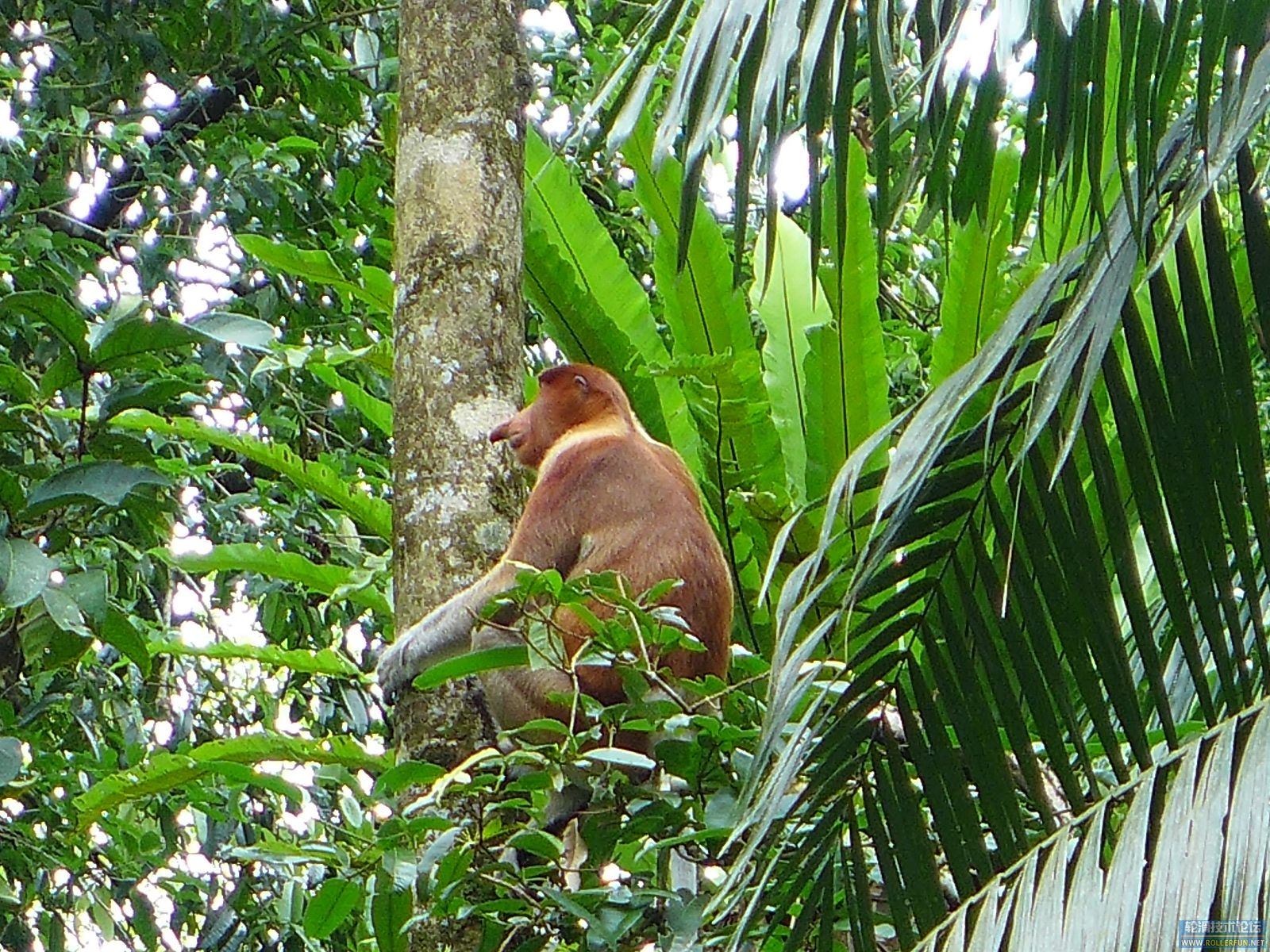 沙捞越州特有动物长鼻猴 